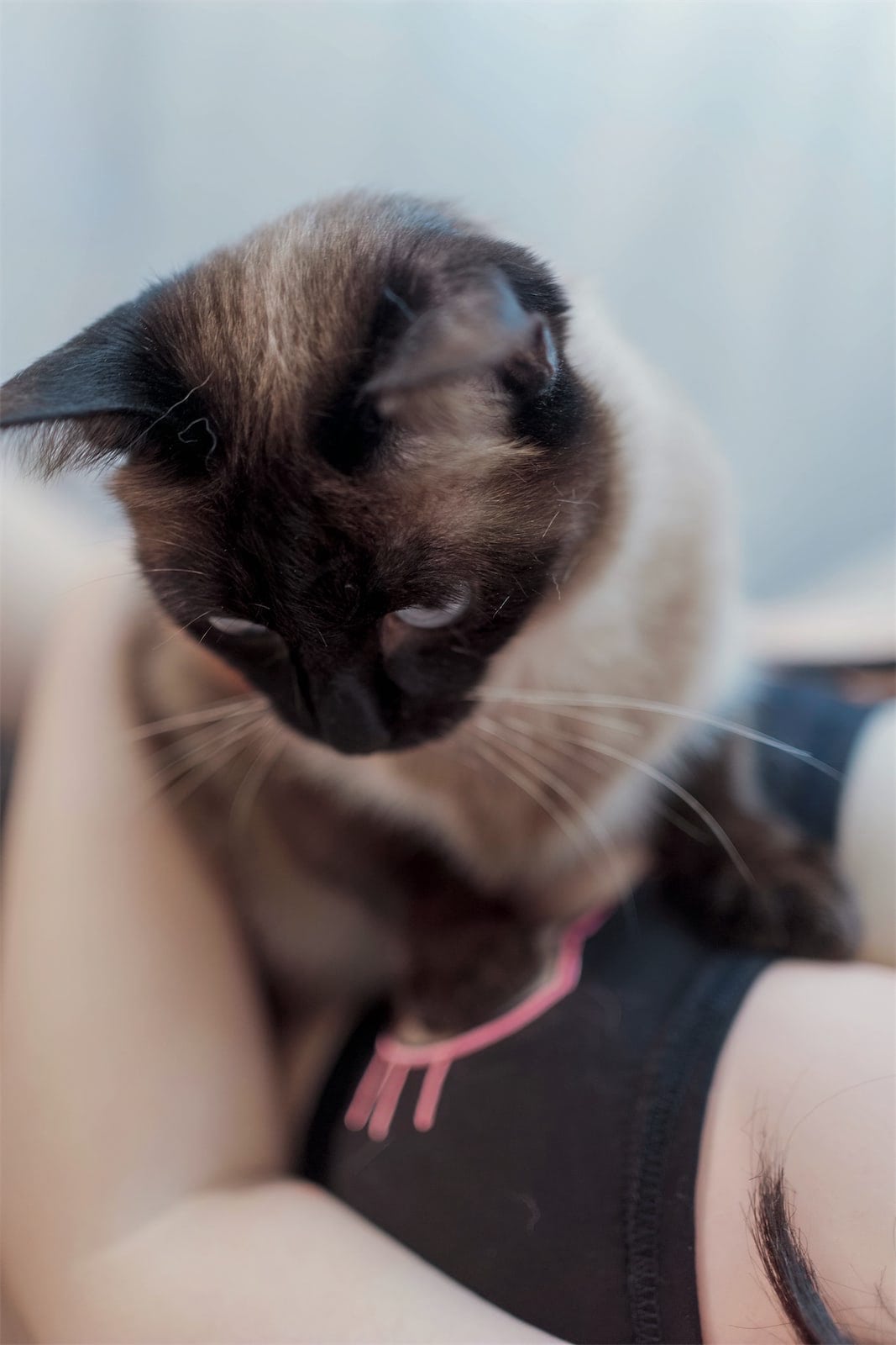 阿半今天很开心碧蓝航线大凤猫猫35p